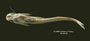 Auchenipterus menezesi FMNH 58313 para 82mmsl v